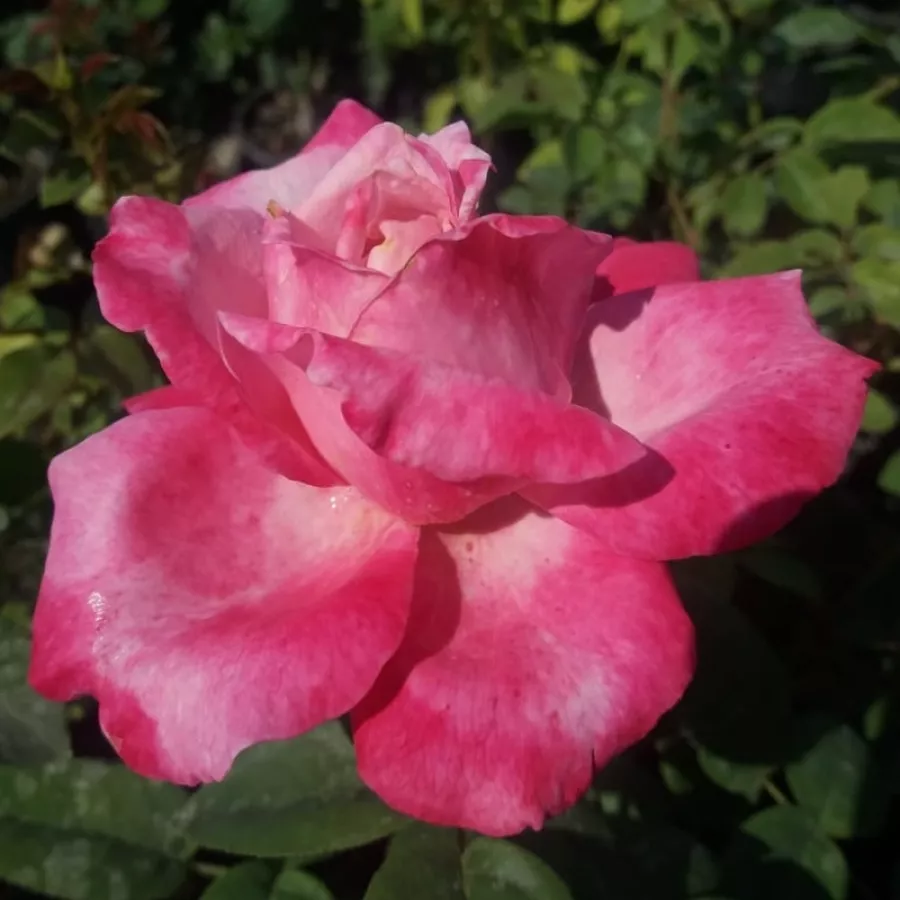 Rosa - Rosa - Kós Károly emléke - Comprar rosales online