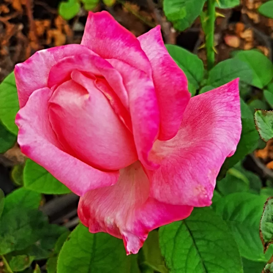 Róża pienna - Róże pienne - z kwiatami hybrydowo herbacianymi - Róża - Kós Károly emléke - 