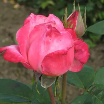 Roz - trandafiri pomisor - Trandafir copac cu trunchi înalt – cu flori teahibrid