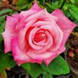 Rózsaszín - diszkrét illatú rózsa - pézsma aromájú - Online rózsa vásárlás - Rosa Kós Károly emléke - teahibrid rózsa