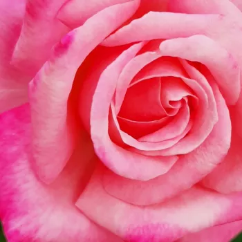 Online rózsa vásárlás - teahibrid rózsa - diszkrét illatú rózsa - pézsma aromájú - Kós Károly emléke - rózsaszín - (60-70 cm)