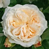 Fehér - virágágyi floribunda rózsa - Online rózsa vásárlás - Rosa Kosmos® - diszkrét illatú rózsa - pézsmás aromájú