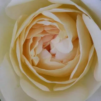 Online rózsa vásárlás - fehér - virágágyi floribunda rózsa - Kosmos® - diszkrét illatú rózsa - pézsmás aromájú - (80-100 cm)