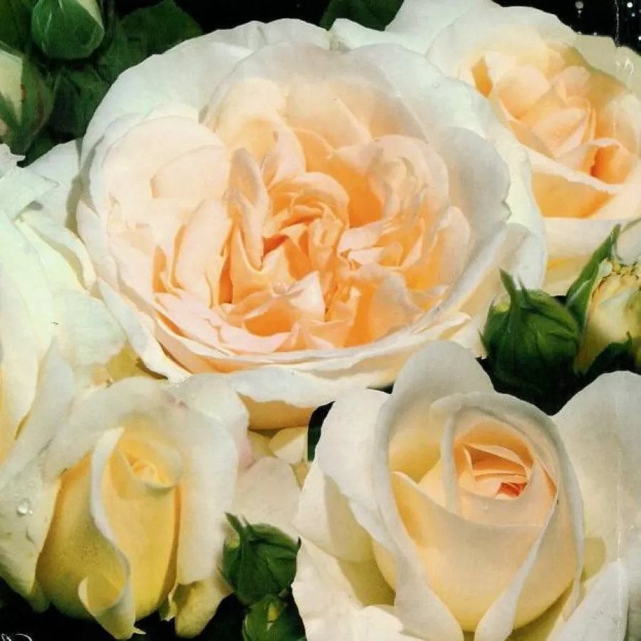 Biely - Ruža - Kosmos® - Ruže - online - koupit