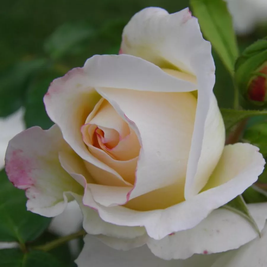 Róża z dyskretnym zapachem - Róża - Kosmos® - Szkółka Róż Rozaria