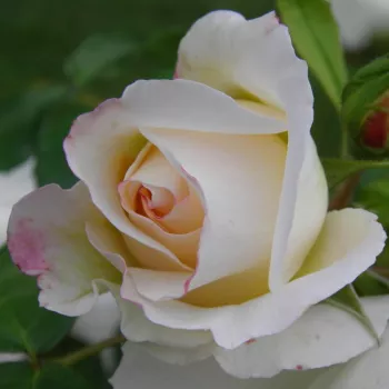 Rosa Kosmos® - fehér - virágágyi floribunda rózsa