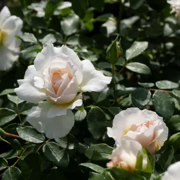 Blanche - rosier haute tige - Fleurs groupées en bouquet