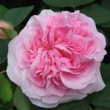 Rózsaszín - történelmi - alba rózsa - Online rózsa vásárlás - Rosa Königin von Dänemark - intenzív illatú rózsa - damaszkuszi aromájú