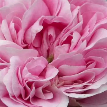 Rózsa kertészet - rózsaszín - történelmi - alba rózsa - Königin von Dänemark - intenzív illatú rózsa - damaszkuszi aromájú - (120-180 cm)