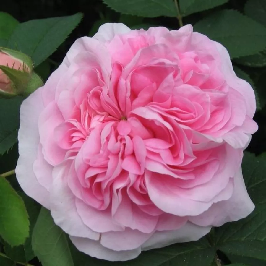 Történelmi - alba rózsa - Rózsa - Königin von Dänemark - Online rózsa rendelés