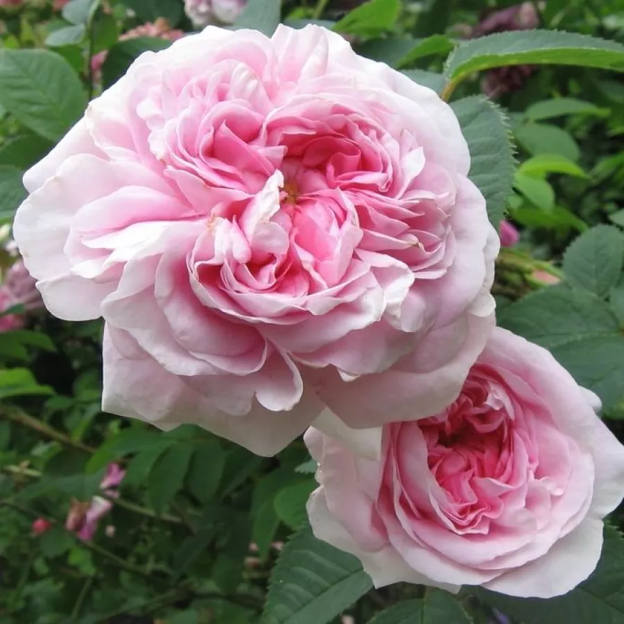 Różowy - Róża - Königin von Dänemark - Szkółka Róż Rozaria