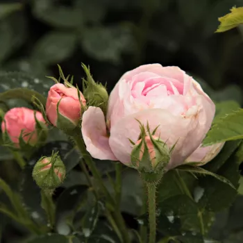 Rosa Königin von Dänemark - rózsaszín - történelmi - alba rózsa