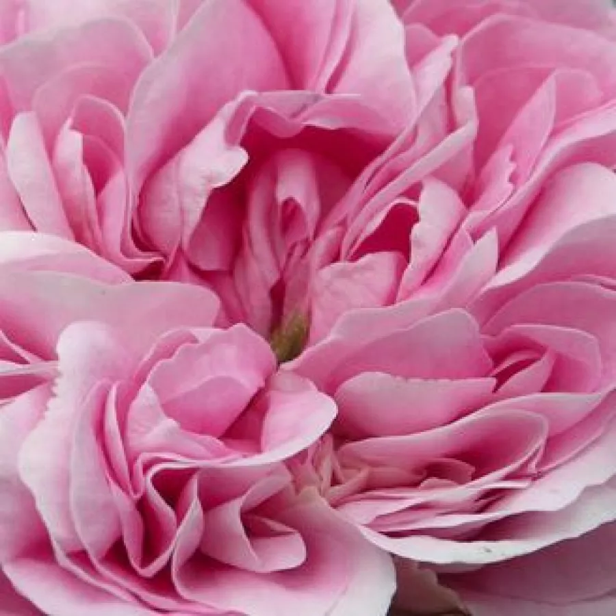 Alba, Centifolia - Rózsa - Königin von Dänemark - Online rózsa rendelés