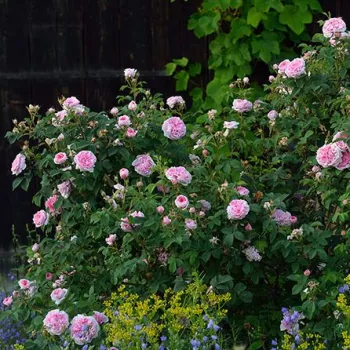 Ružová s tmavým vnútrom - stromčekové ruže - Stromkové ruže s kvetmi anglických ruží