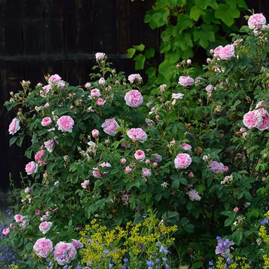 Plină, densă - Trandafiri - Königin von Dänemark - comanda trandafiri online