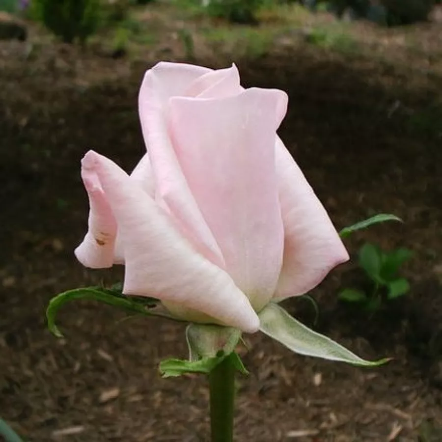 Rosa intensamente profumata - Rosa - Königlicht Hoheit - Produzione e vendita on line di rose da giardino