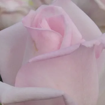 Ružová - školka - eshop  - čajohybrid - ružová - intenzívna vôňa ruží - klinčeková aróma - Königlicht Hoheit - (100-150 cm)