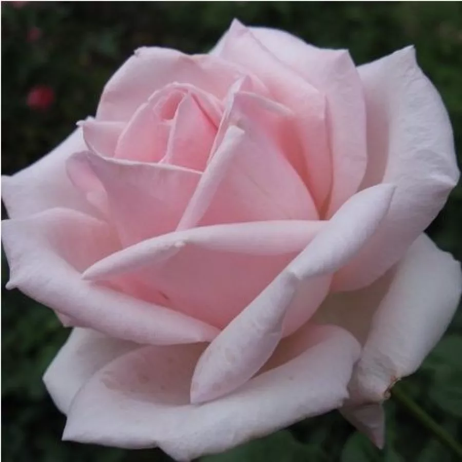 Różowy - Róża - Königlicht Hoheit - 