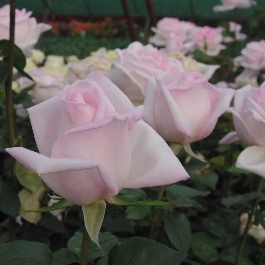 Herb Swim, O. L. Weeks - Rosa - Königlicht Hoheit - rosal de pie alto