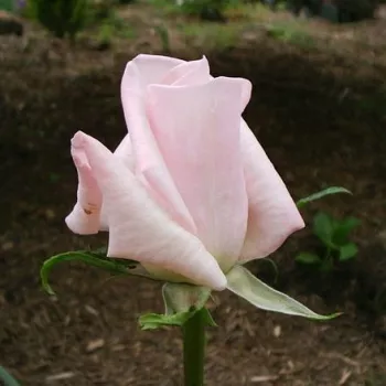 Rosa Königlicht Hoheit - roz - trandafiri pomisor - Trandafir copac cu trunchi înalt – cu flori teahibrid