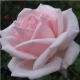 čajohybrid - intenzívna vôňa ruží - klinčeková aróma - ružová - Rosa Königlicht Hoheit