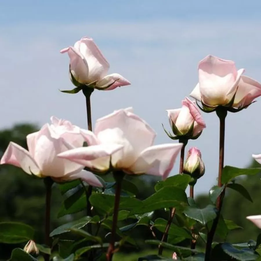 Plină, densă - Trandafiri - Königlicht Hoheit - comanda trandafiri online