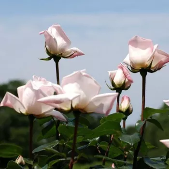 Pasztellrózsaszín - teahibrid rózsa - intenzív illatú rózsa - szegfűszeg aromájú