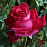 Rózsaszín - teahibrid rózsa - Online rózsa vásárlás - Rosa Anne Marie Trechslin™ - intenzív illatú rózsa - pézsmás aromájú