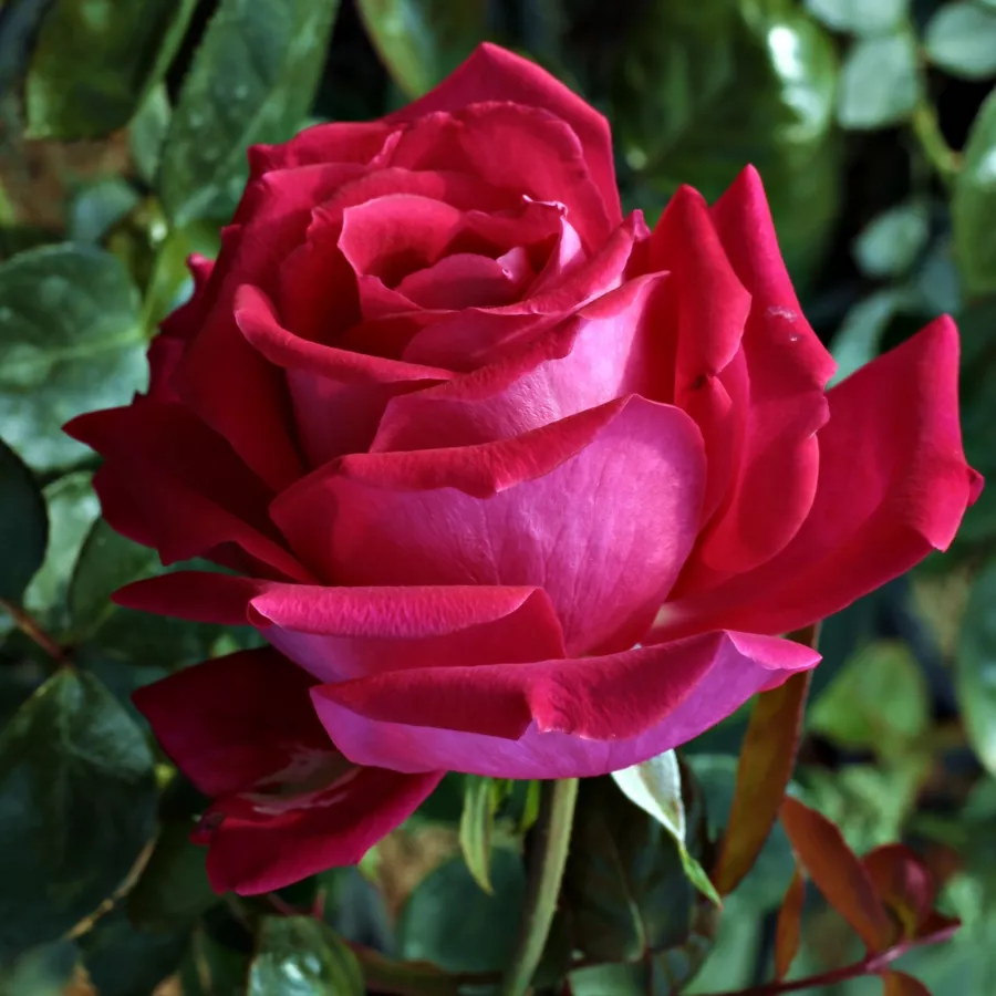 Rose Ibridi di Tea - Rosa - Anne Marie Trechslin™ - Produzione e vendita on line di rose da giardino