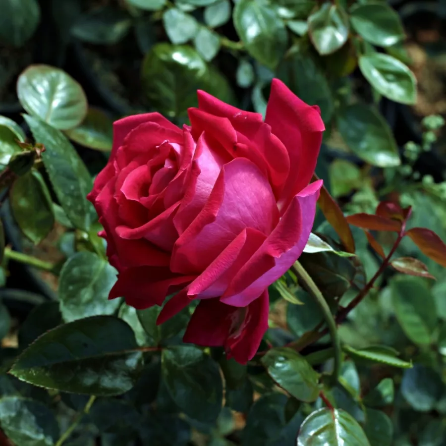 Różowy - Róża - Anne Marie Trechslin™ - Szkółka Róż Rozaria