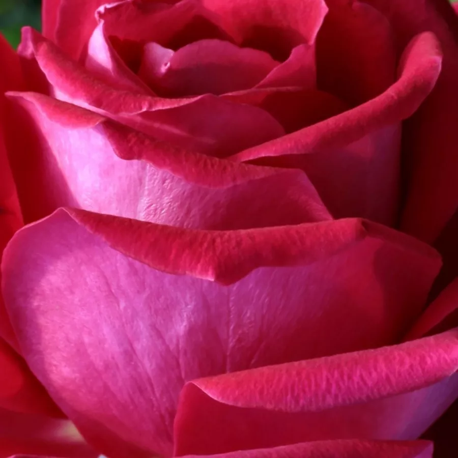 Hybrid Tea - Trandafiri - Anne Marie Trechslin™ - Trandafiri online