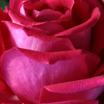 Ružová - školka - eshop  - čajohybrid - ružová - intenzívna vôňa ruží - pižmo - Anne Marie Trechslin™ - (80-120 cm)