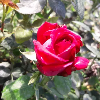 Roz puternic - trandafiri pomisor - Trandafir copac cu trunchi înalt – cu flori teahibrid