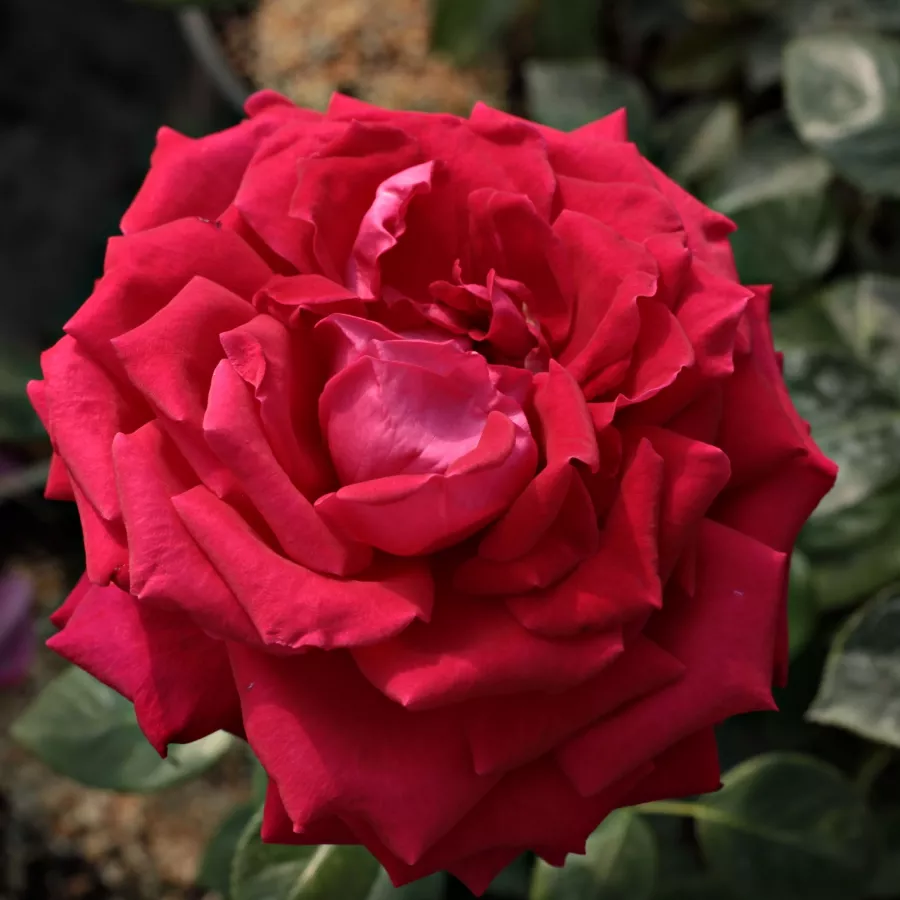 Teehybriden-edelrosen - Rosen - Anne Marie Trechslin™ - rosen online kaufen