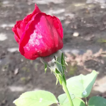 Rosa Anne Marie Trechslin™ - roz - trandafir teahibrid