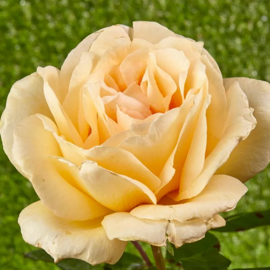 żółty - Róża - Krémsárga - Szkółka Róż Rozaria