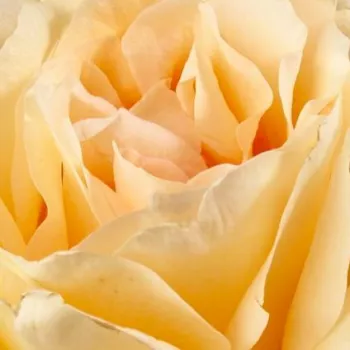 Online rózsa rendelés  - teahibrid rózsa - sárga - közepesen illatos rózsa - centifólia aromájú - Krémsárga - (80-100 cm)