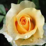 Sárga - Kertészeti webáruház - teahibrid virágú - magastörzsű rózsafa - Rosa Krémsárga - közepesen illatos rózsa - centifólia aromájú
