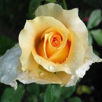 Rosa Krémsárga - amarillo - árbol de rosas híbrido de té – rosal de pie alto