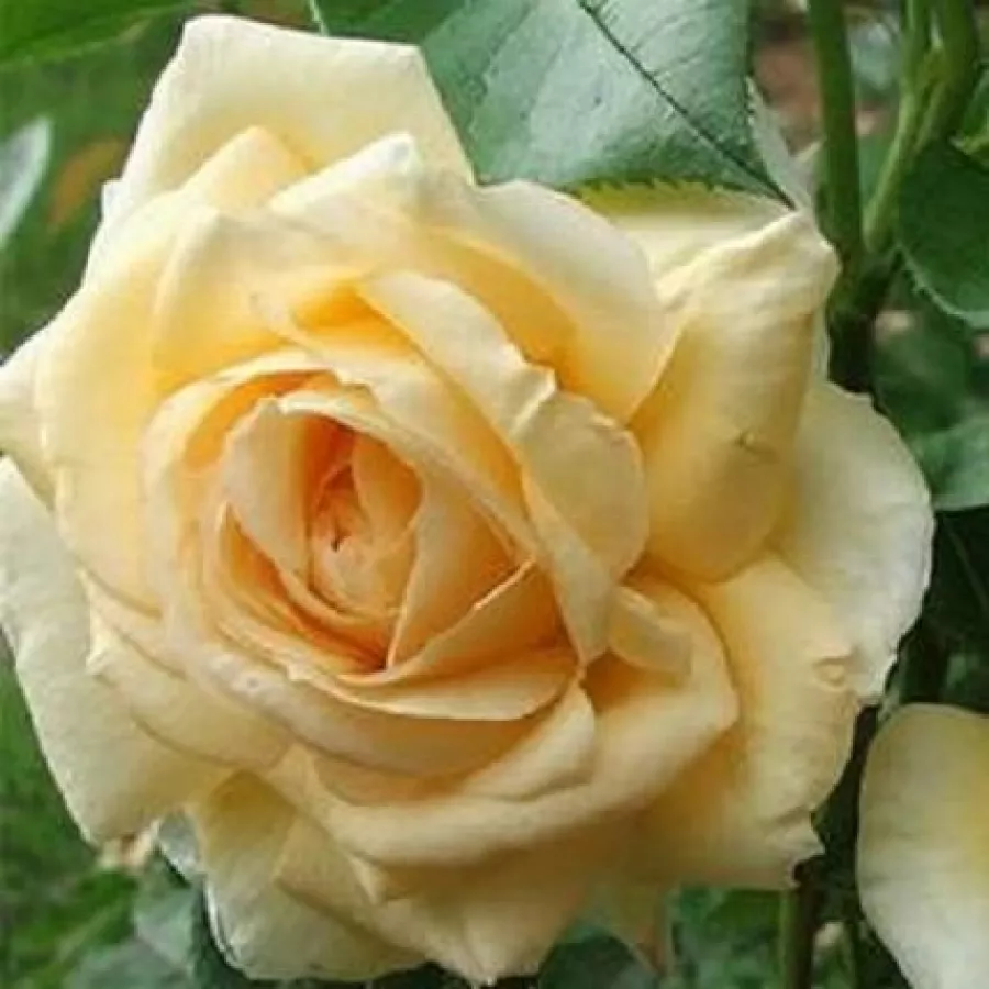 120-150 cm - Róża - Krémsárga - 