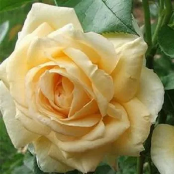 Krémsárga - teahibrid rózsa - közepesen illatos rózsa - centifólia aromájú