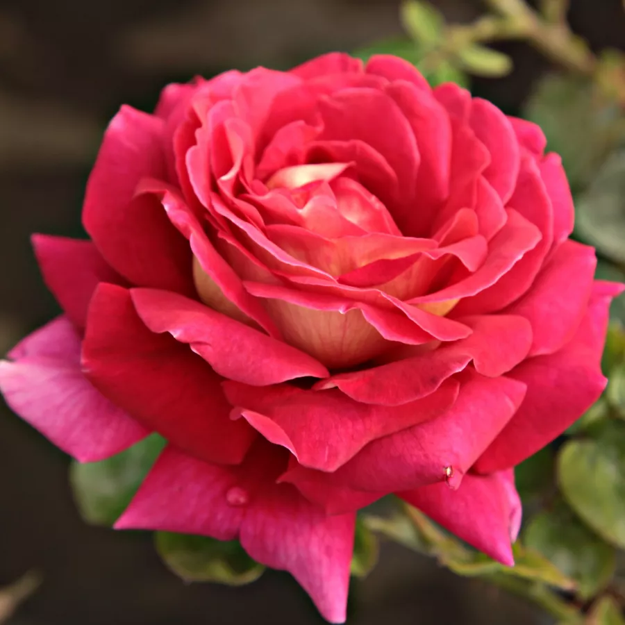 Rose Ibridi di Tea - Rosa - Kronenbourg - Produzione e vendita on line di rose da giardino