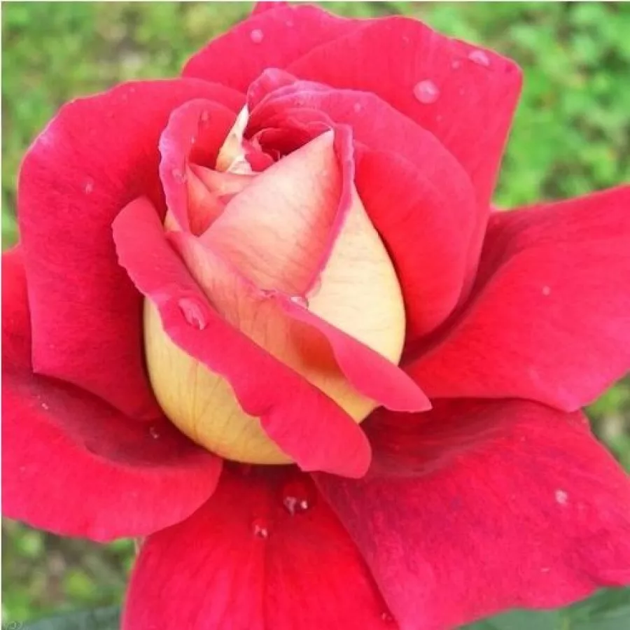 Roșu / galben - Trandafiri - Kronenbourg - Trandafiri online