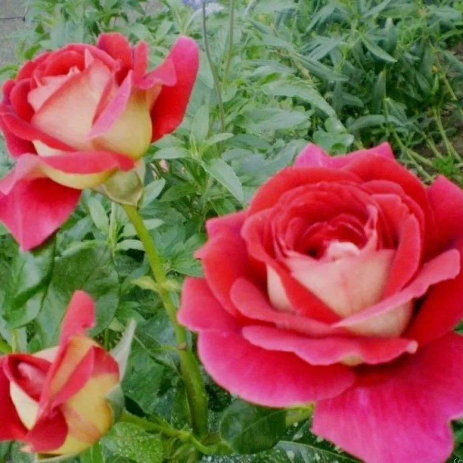 MACbo - Rosa - Kronenbourg - Produzione e vendita on line di rose da giardino