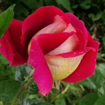 Rosa Kronenbourg - roșu / galben - trandafiri pomisor - Trandafir copac cu trunchi înalt – cu flori teahibrid