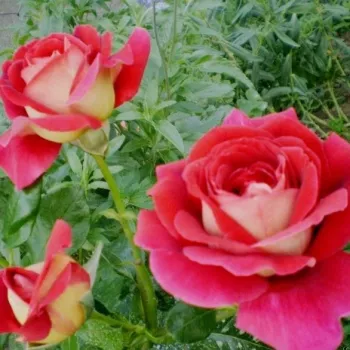 Galben auriu, dosul petalelor externe roşu cireşiu - trandafiri pomisor - Trandafir copac cu trunchi înalt – cu flori teahibrid