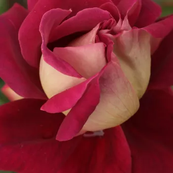 Online rózsa vásárlás - teahibrid rózsa - közepesen illatos rózsa - savanyú aromájú - vörös - sárga - Kronenbourg - (80-150 cm)