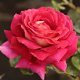 Trandafiri hibrizi Tea - trandafir cu parfum intens - comanda trandafiri online - Rosa Kronenbourg - roșu / galben