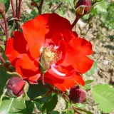 Vörös - virágágyi floribunda rózsa - Online rózsa vásárlás - Rosa La Sevillana® - nem illatos rózsa
