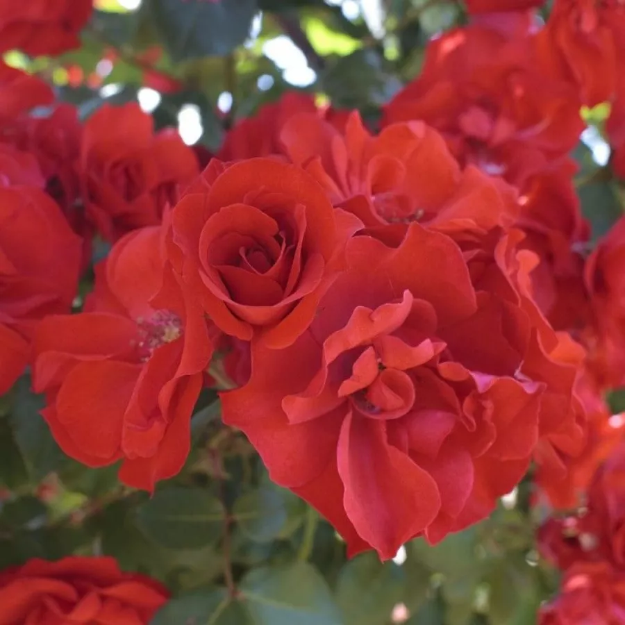 červený - Ruža - La Sevillana® - Ruže - online - koupit